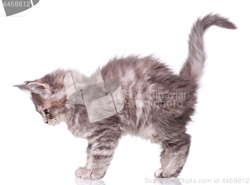 Image of Maine Coon kitten on white