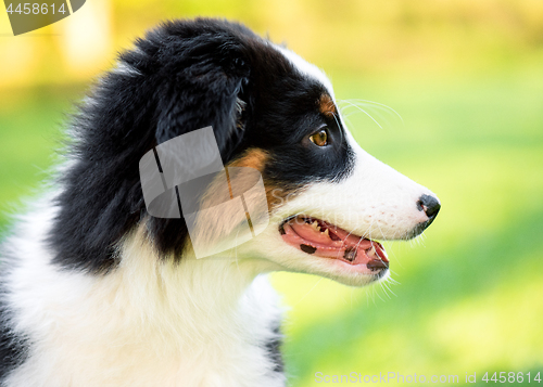 Image of Australian shepherd puppy