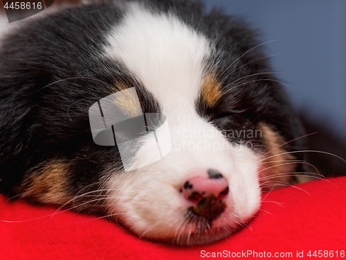 Image of Australian shepherd puppy