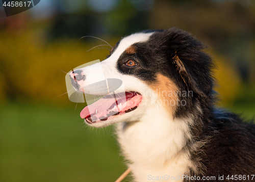 Image of Australian shepherd puppy