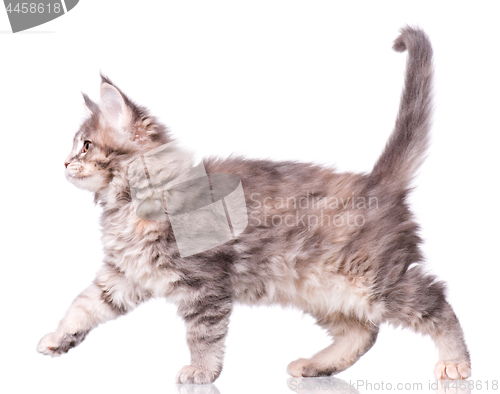 Image of Maine Coon kitten on white