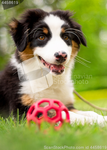 Image of Australian shepherd puppy