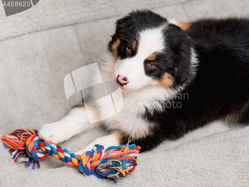 Image of Australian shepherd puppy