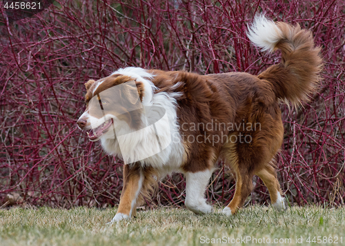 Image of Australian Shepherd on meadow