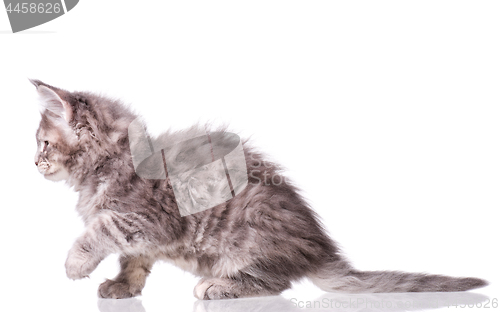 Image of Maine Coon kitten on white