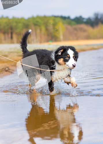 Image of Australian shepherd puppy