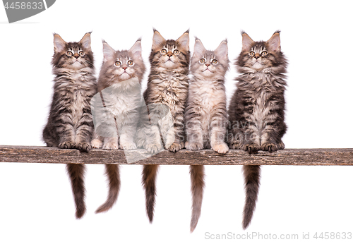 Image of Maine Coon kitten on white