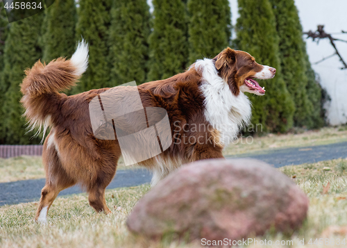 Image of Australian Shepherd on meadow