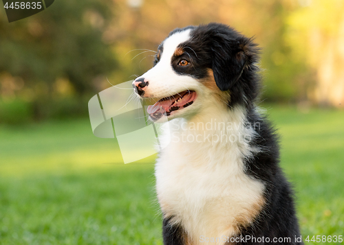 Image of Australian shepherd puppy