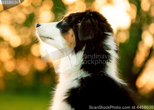 Image of Australian shepherd puppy