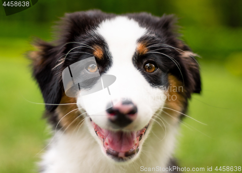 Image of Australian shepherd puppy