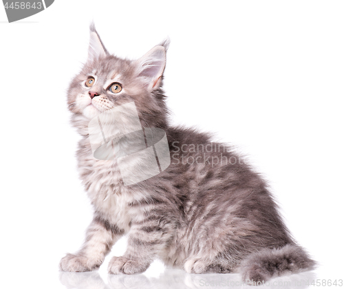 Image of Maine Coon kitten on white