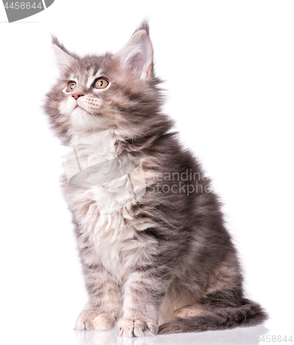 Image of Maine Coon kitten on white