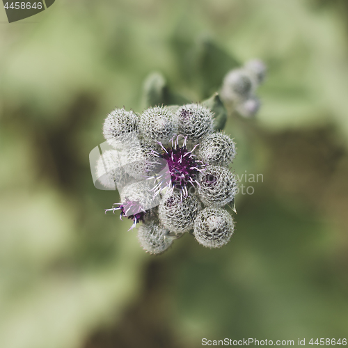 Image of Inflorescence  of  woolly burdock (downy burdock). Top view