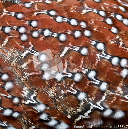 Image of Bird feathers. Background