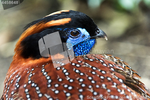 Image of Head of bird (tragopan)