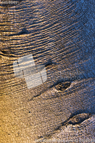 Image of Closeup of a beech tree bark