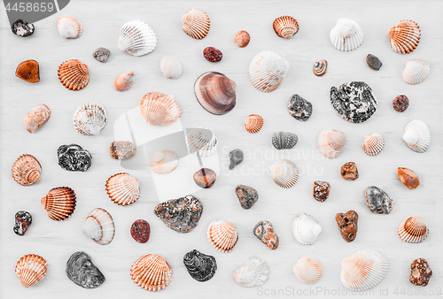 Image of Variety of seashells on white wooden surface