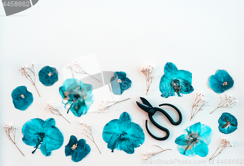 Image of Pansies and scissors on white background