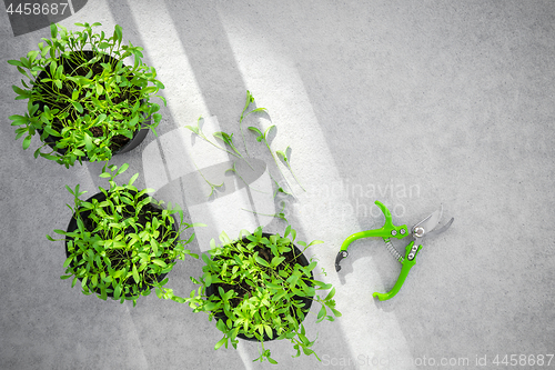 Image of Potted cilantro herbs in sunlight