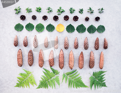 Image of Summer forest leaves and cones collection