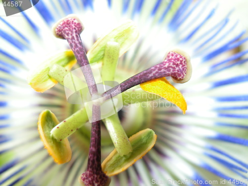 Image of Passionflower