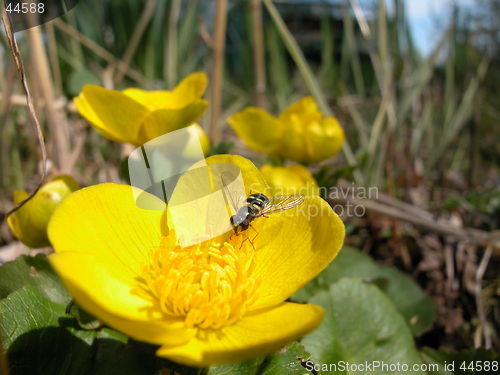 Image of Marsh-marigold with Syrphus fly