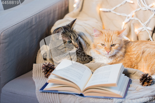 Image of two cats lying on sofa with book at home