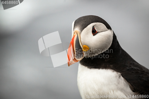 Image of Atlantic Puffin