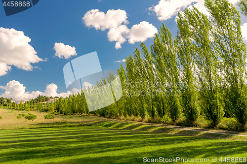 Image of Beautiful path with trees