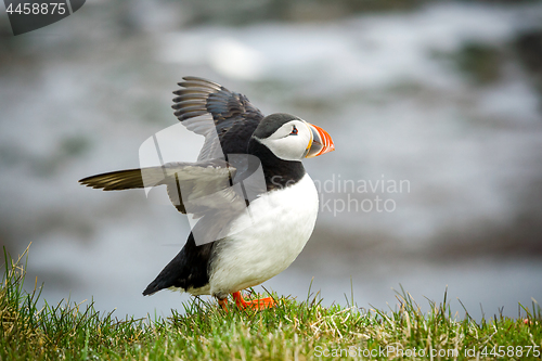 Image of Atlantic Puffin