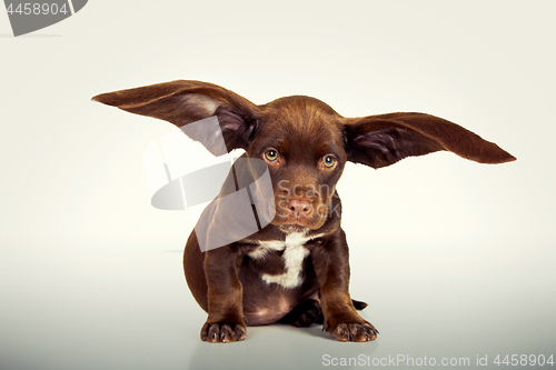 Image of Flying Puppy