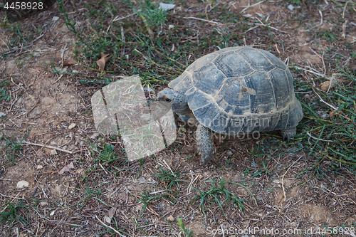 Image of Turtle on the land