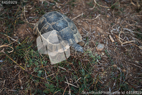 Image of Turtle on the land