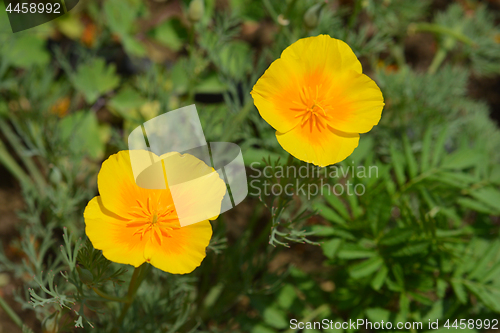 Image of 