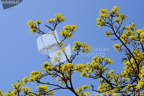 Image of Norway maple