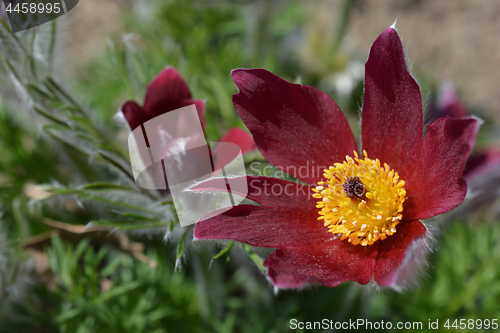 Image of Red pasque flower