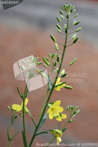 Image of Cabbage flower