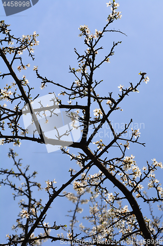 Image of Myrobalan plum