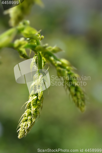 Image of Black bryony