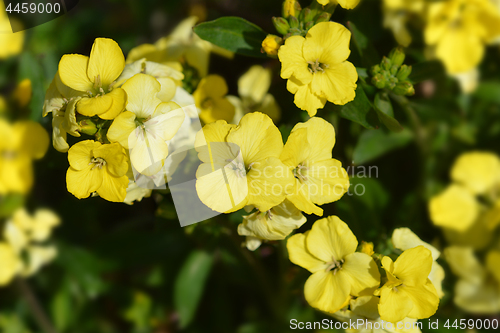 Image of Yellow garden wallflower