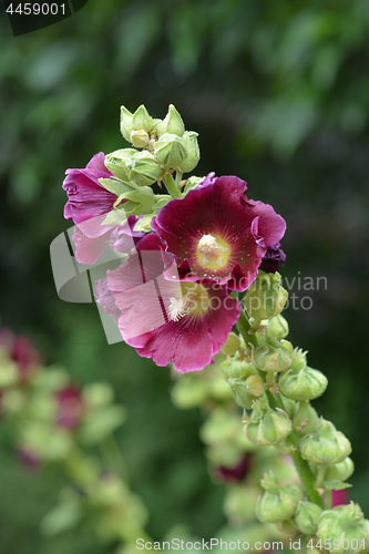 Image of Common hollyhock