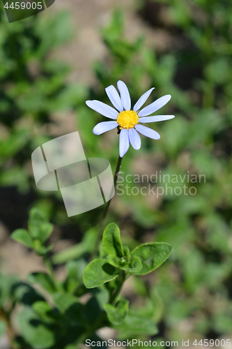 Image of Blue daisy