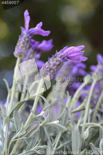 Image of Butterfly lavender