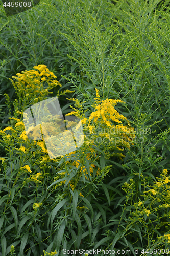 Image of Canadian goldenrod