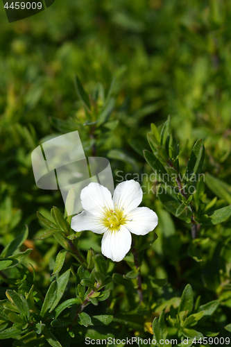 Image of Mountain sandwort