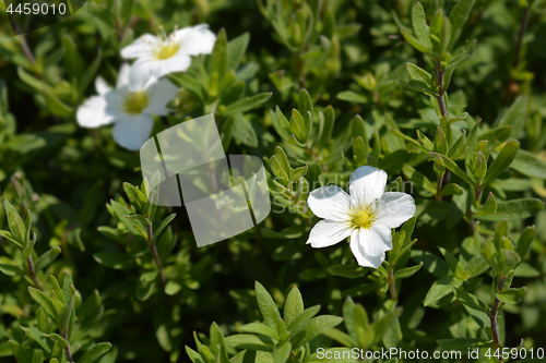 Image of Mountain sandwort