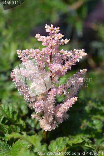 Image of Dwarf astilbe