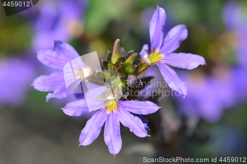 Image of Fairy fan flower