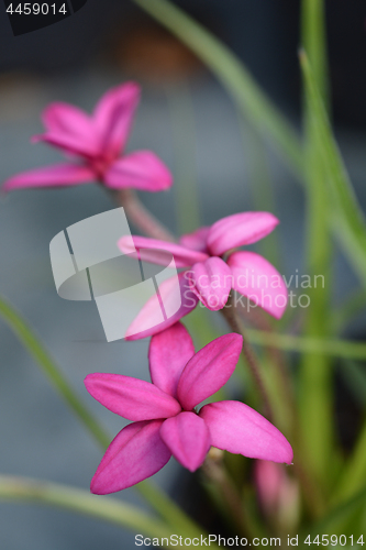 Image of Rosy posy